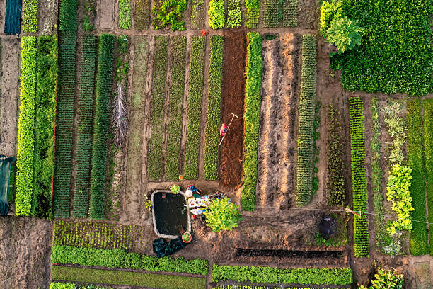 istock Sunrise Over Tra Que Vegetable Village, Hoi An 2223400345