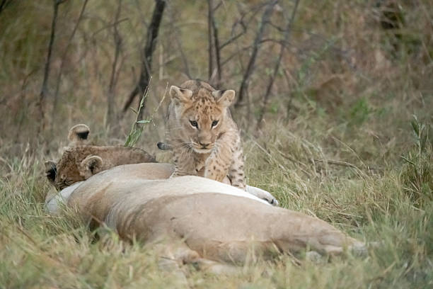 istock Lion cubs playing with their mother nearby 2223400808