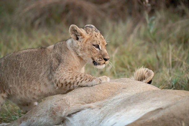 istock Lion cubs playing with their mother nearby 2223400832