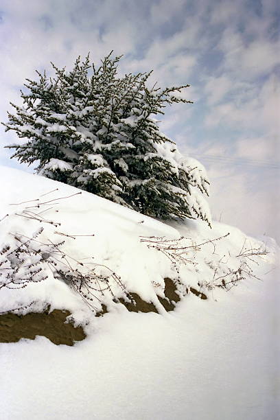 istock snow-covered tree in a field against a cloudy sky 2223401421