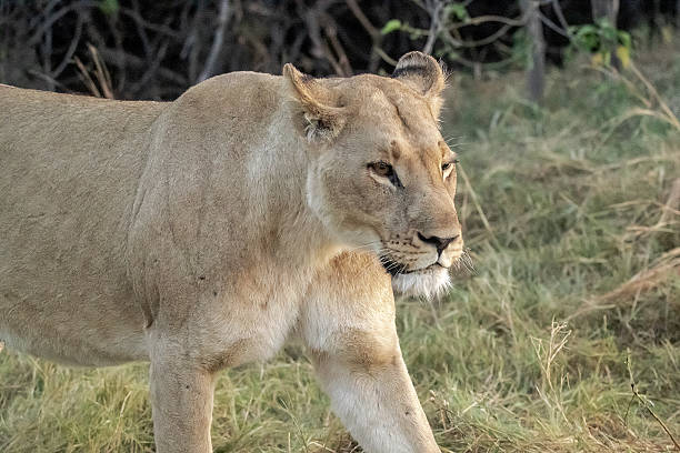 istock Lion cubs playing with their mother nearby 2223401473
