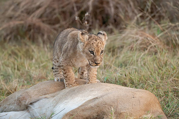 istock Lion cubs playing with their mother nearby 2223401536