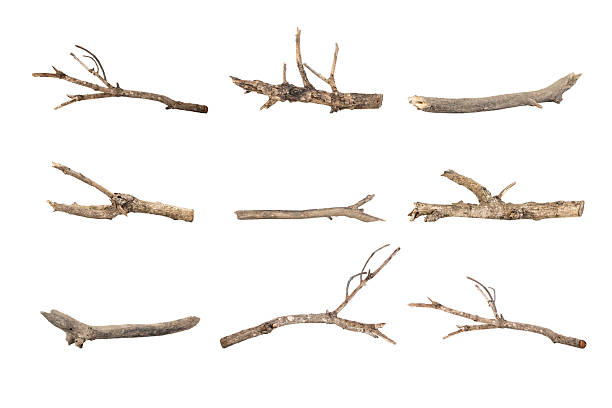 istock Dried tree branches isolated on white background with clipping path. Natural wood twigs for design and decoration. 2223401638