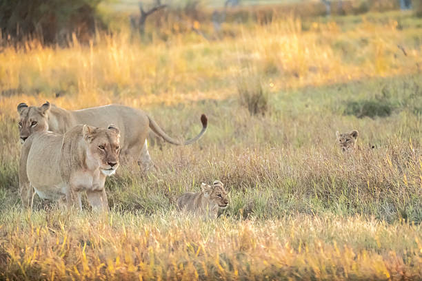 istock Lion cubs playing with their mother nearby 2223402134