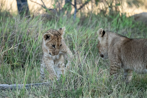 istock Lion cubs playing with their mother nearby 2223402412