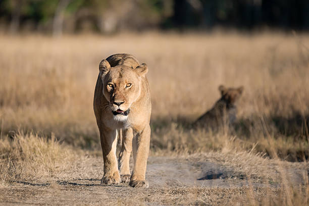 istock Lion cubs playing with their mother nearby 2223407980