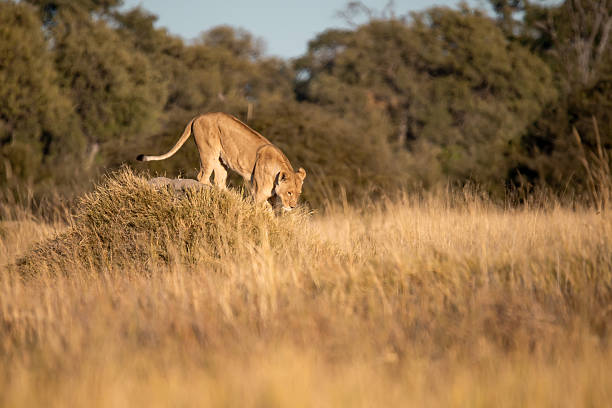 Small group of male impalas in open bush land in the Okavango Delta in Botswana