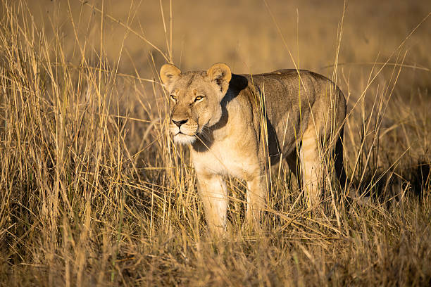 istock Lion cubs playing with their mother nearby 2223408174