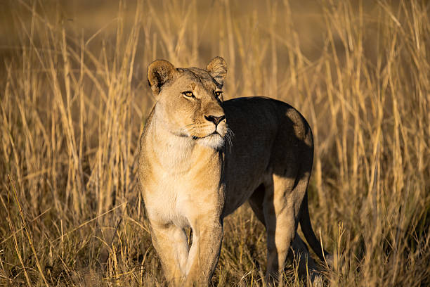 istock Lion cubs playing with their mother nearby 2223408374
