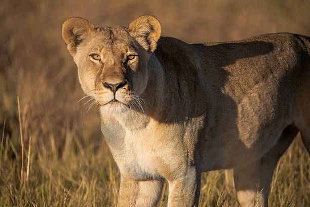istock Lion cubs playing with their mother nearby 2223408523