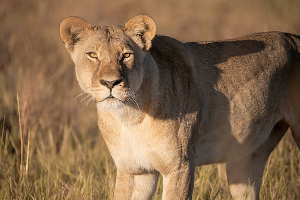 istock Lion cubs playing with their mother nearby 2223408620