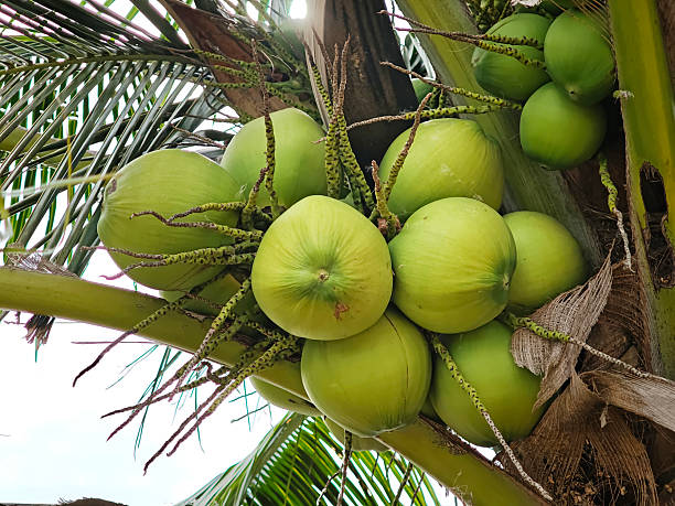 istock Young coconut fruits on tree in the garden 2223408689