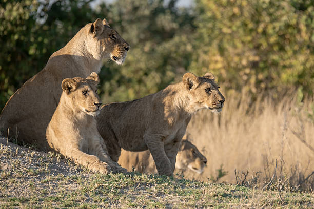 istock Lion cubs playing with their mother nearby 2223408939