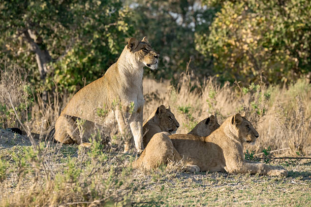 istock Lion cubs playing with their mother nearby 2223409028