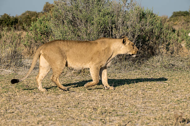 In this adorable scene, several lion cubs are playfully frolicking with each other, their tiny paws and wagging tails creating a lively, joyful atmosphere. Nearby, the lioness watches attentively, keeping a caring eye on her playful youngsters, ready to step in if needed. It’s a tender moment of innocence and maternal protection.