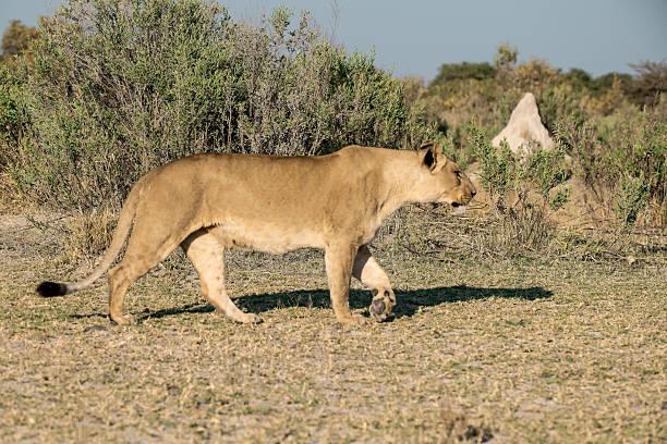 In this adorable scene, several lion cubs are playfully frolicking with each other, their tiny paws and wagging tails creating a lively, joyful atmosphere. Nearby, the lioness watches attentively, keeping a caring eye on her playful youngsters, ready to step in if needed. It’s a tender moment of innocence and maternal protection.
