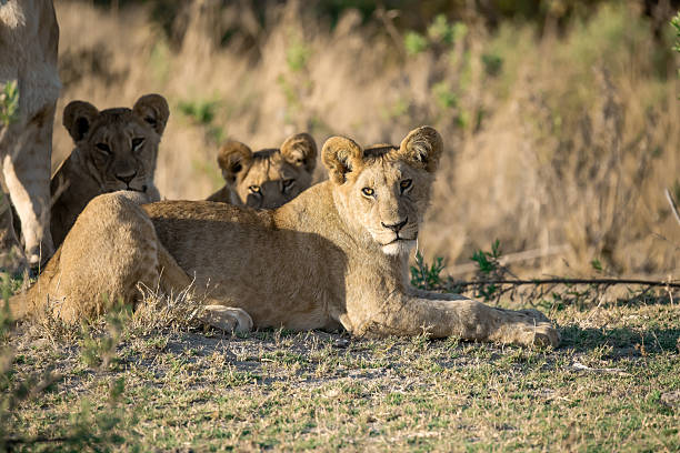 istock Lion cubs playing with their mother nearby 2223409189