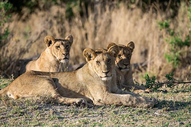 istock Lion cubs playing with their mother nearby 2223409216