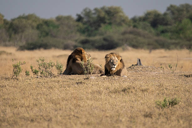 Close up of pair of lion in love