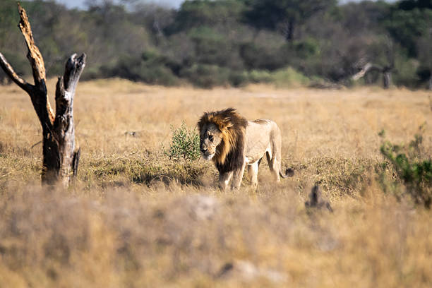 istock Lion cubs playing with their mother nearby 2223410855