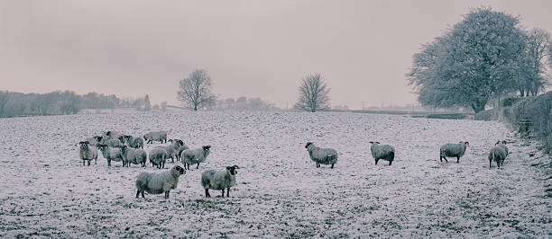 istock A flock of sheep standing in snow in winter 2223410890