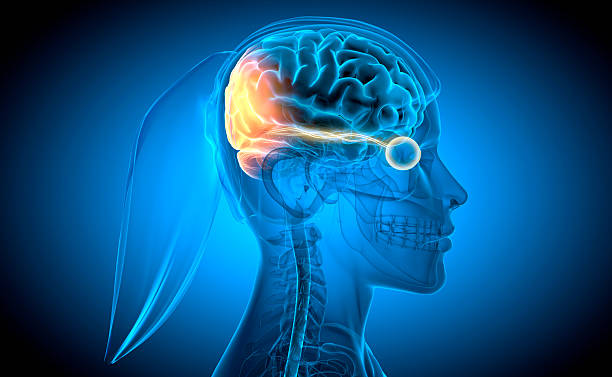 istock Optic nerve and link to stimulated brain region 2223415365