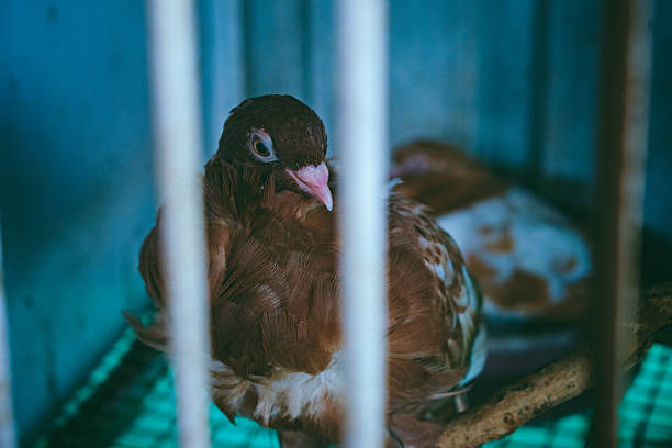A brown pigeon sits in a cage, its feathers ruffled, in an unknown location in India.