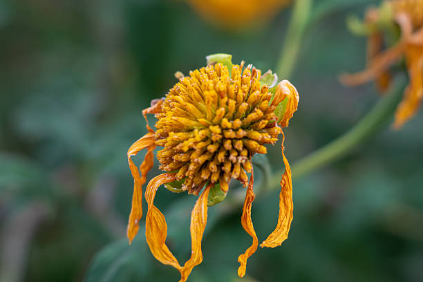 withered rose flower