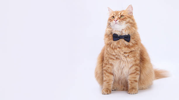 istock Ginger Cat Wearing Dark Blue Bow Tie 2223420547