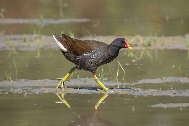 The Moorhen, more commonly known as the Moorhen, is a medium-sized, stocky, and robust bird with predominantly blackish plumage.
