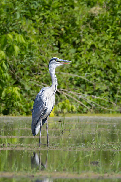 istock Grey Heron in the Racconigi Stork and Duck Center 2223422672