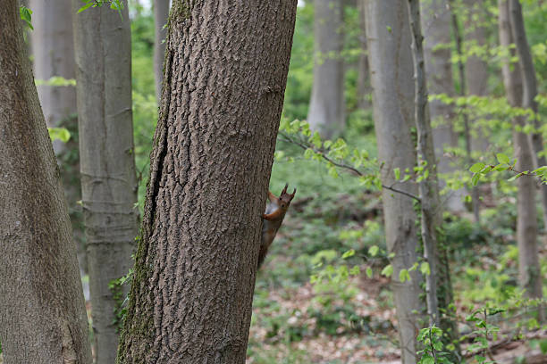 Curious Squirrel Clings to Tree Trunk in Lush Green Forest