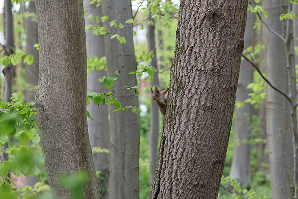 istock Curious Squirrel Peeking Behind Tree in Lush Green Forest Setting 2223423987