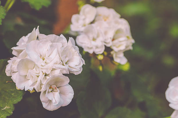 Flowers in the garden