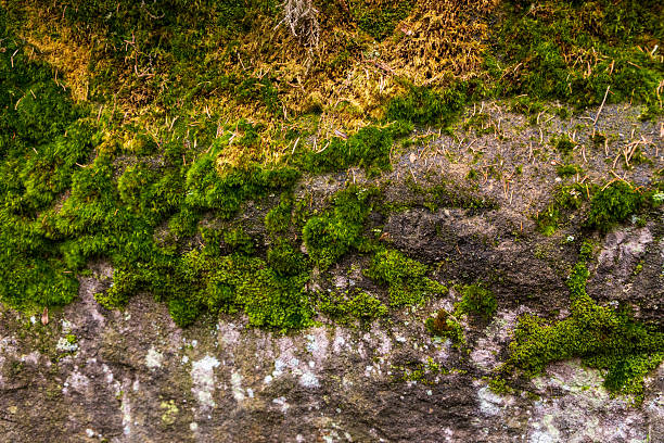 istock Vibrant moss thriving on an aged rock face 2223424507