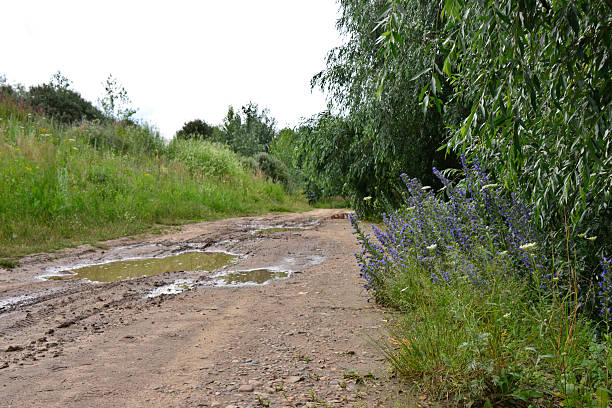 Dirt Road with Mud Puddles and Greenery copy space