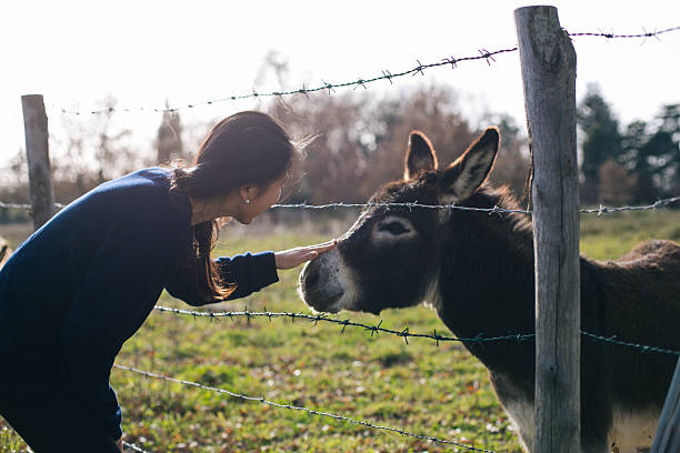 A young girl with long blonde hair smiles as she gently interacts with a donkey at a farm. The honest natural setting depicts a joyful and carefree outdoor activity.