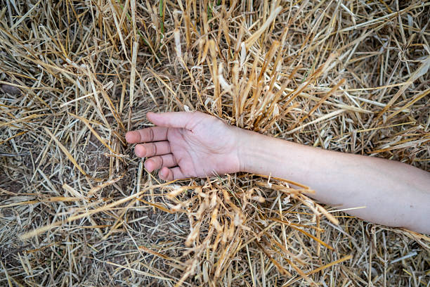 An artistic portrayal of a human hand resting amidst dry hay in a natural environment, conveying themes of simplicity, nature, and human connection. A well-aligned shot with a natural outdoor atmosphere.