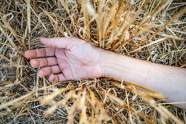 A detailed photograph of a hand lying amidst golden dried grass, emphasizing tranquility and connection to nature.