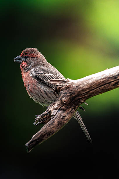 istock House Finch 2223430247