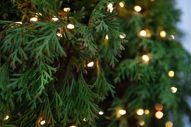 istock Glowing holiday lights decorate lush green cedar foliage 2223432882