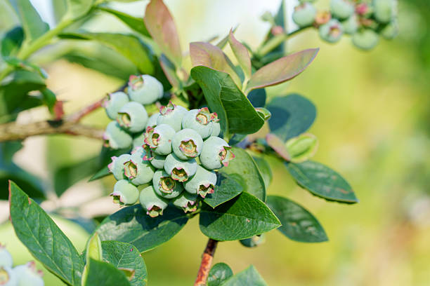 Unripe, light green blueberry clusters hanging on the bush branches. Surrounding them are lush, green leaves, and the background is slightly blurred to highlight the berries