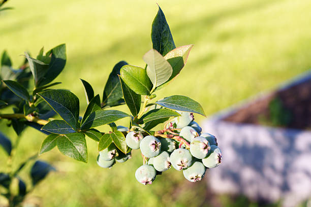 Unripe, light green blueberry clusters hanging on the bush branches. Surrounding them are lush, green leaves, and the background is slightly blurred to highlight the berries