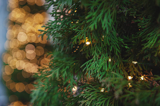 istock Glowing holiday lights decorate lush green cedar foliage 2223432918