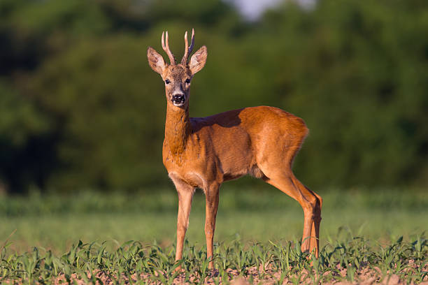 istock Portrait roebuck in a agricultural field 2223433162