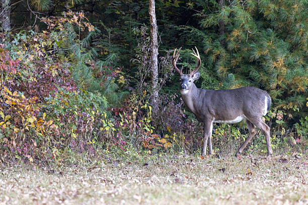 istock Deer in Great Smoky Mountains National Park 2223435356