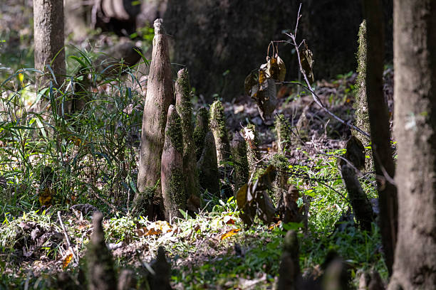 Bald cypress growing on the swampy ground of Congaree National Park in South Carolina.