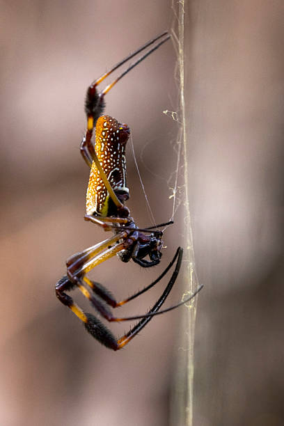 Giant Golden Orb Weaver in Congaree National Park
