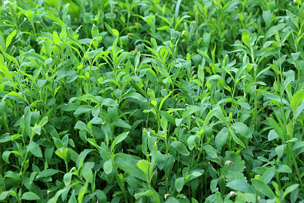 istock The grass Polygonum aviculare grows in nature 2223436484
