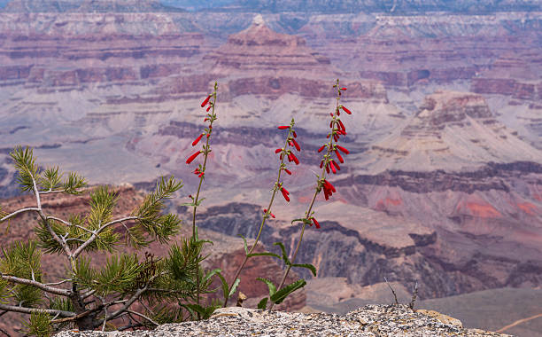 istock The Grand Canyon from the Souther Rim 2223437609